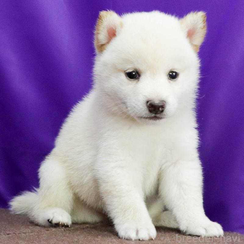 販売中の愛知県の柴犬-406507の2枚目